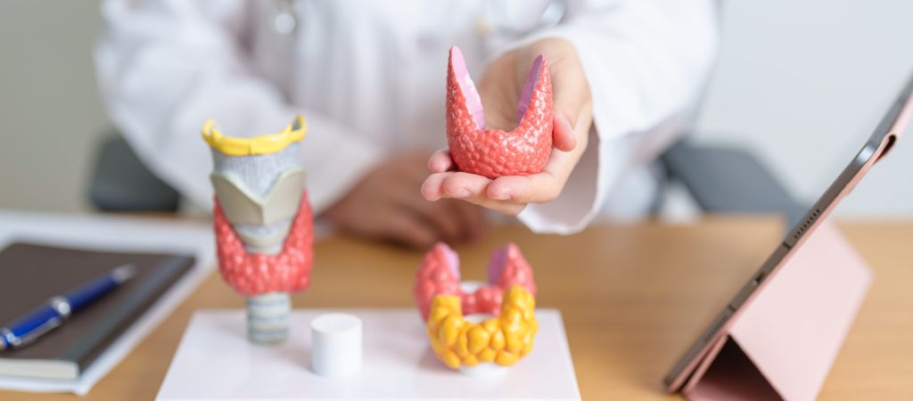 Doctor with human Thyroid anatomy model and tablet.
